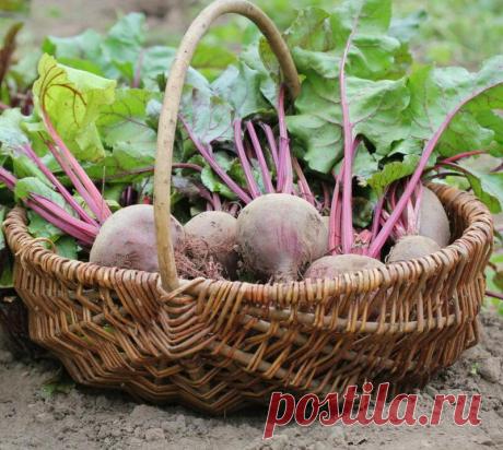 Основные правила и способы хранения свеклы зимой
После сбора красивых корнеплодов свеклы важно в условиях зимы как можно дольше...
Читай пост далее на сайте. Жми ⏫ссылку выше