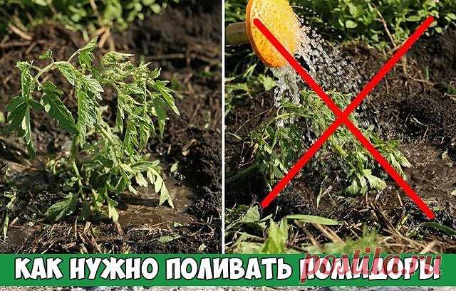 Как нужно поливать помидоры?

Помидоры – растения хоть и привычные нам, но весьма прихотливые, требующие регулярных поливов и поддержки оптимальных показателей влажности.

Чтобы они чувствовали себя хорошо и могли быстро адаптироваться после пикирования и пересадки, огородникам следует соблюдать несколько простых правил, позволяющих уберечь растения от гибели или болезней.

Как поливать рассаду помидор?

В раннем возрасте молодые ростки любят обильный, но редкий полив. Увл...