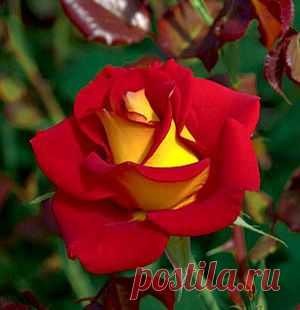 Rosa 'Ketchup & Mustard'