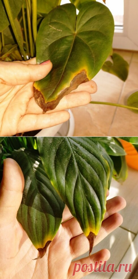 Почему чернеют (сохнут) кончики (края) листьев комнатных растений. | Klumba-plus.ru | Яндекс Дзен