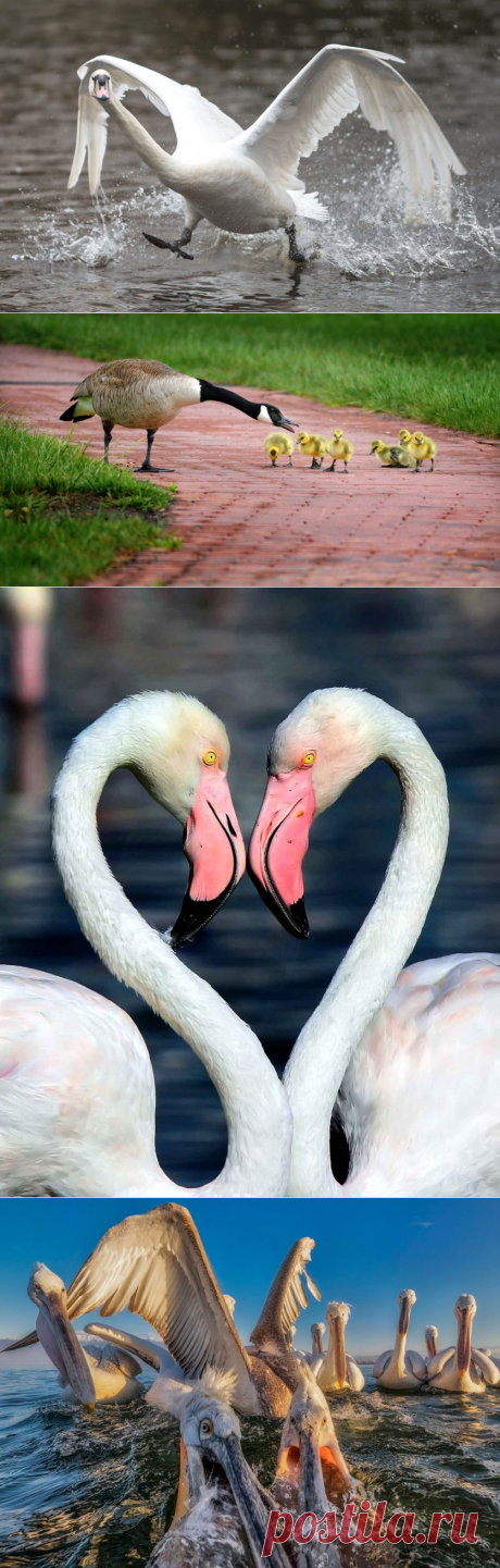 Жизнь самых интересных животных из разных уголков мира — Наука и жизнь