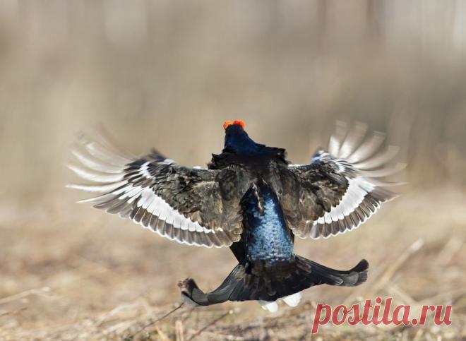 тетерев на токовище