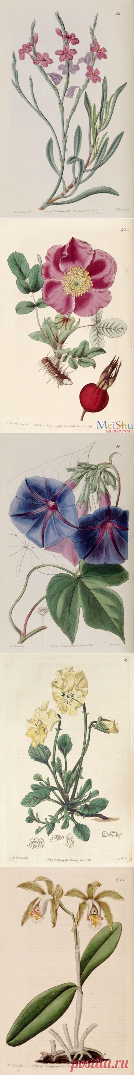 Vintage drawing of columbine - для декупажа и творчества (39шт)