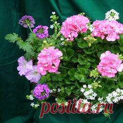 Элегантный модник антуриум