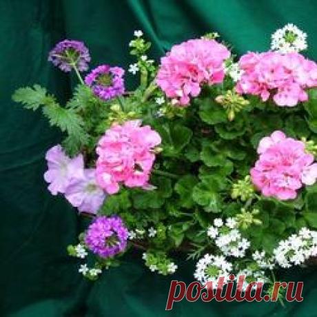 Элегантный модник антуриум