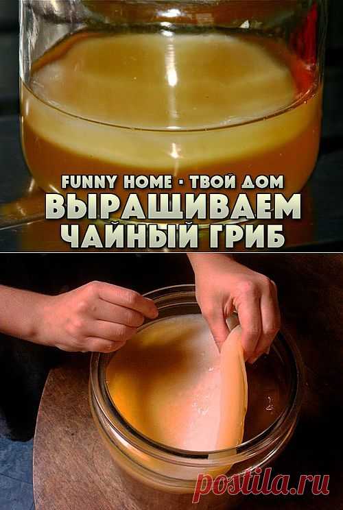 КАК ВЫРАСТИТЬ ЧАЙНЫЙ ГРИБ САМОСТОЯТЕЛЬНО?.