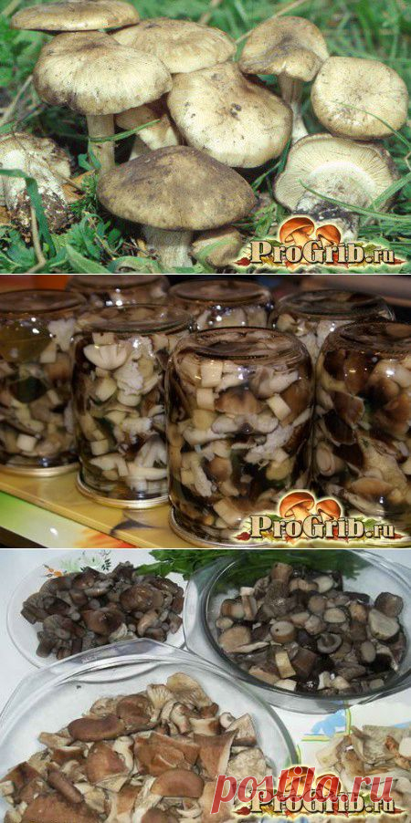 Маринованная рядовка: полезные свойства, рецепты и применение