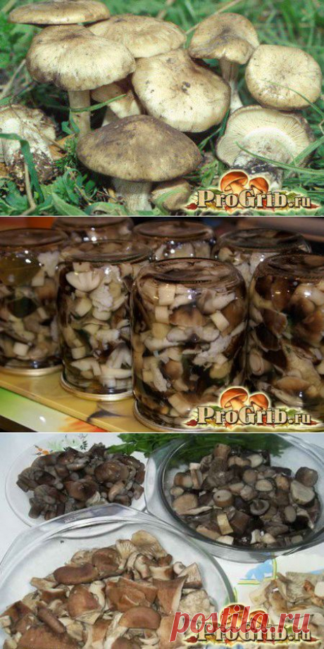 Маринованная рядовка: полезные свойства, рецепты и применение
