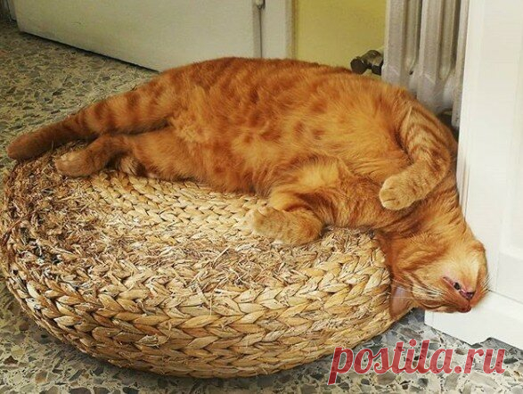 КотоТерапия, часть 2. Забавные котики для хорошего настроения. Улыбитесь! )) | Мечтательная кошка | Яндекс Дзен