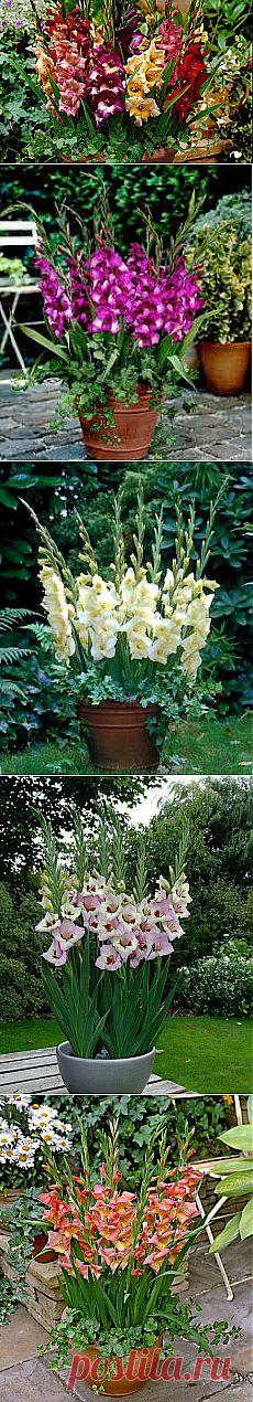 ГЛАДИОЛУСЫ В КАШПО | Креативные идеи - для дома, для сада, вязание, шитье, описание моделей