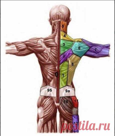 Проекция психосоматических проблем на теле / Абсолютное здоровье