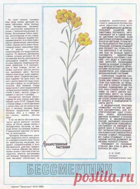 Бессмертник