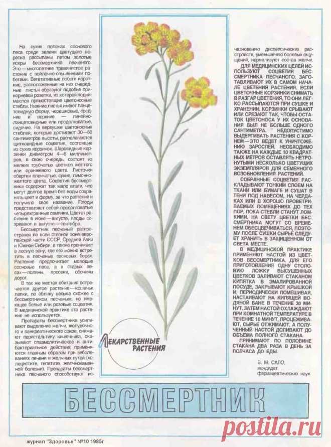 Бессмертник