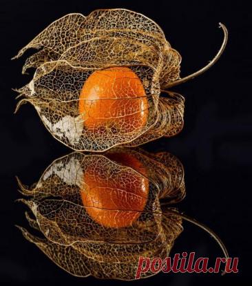 Пин на доске яФИЗАЛИС