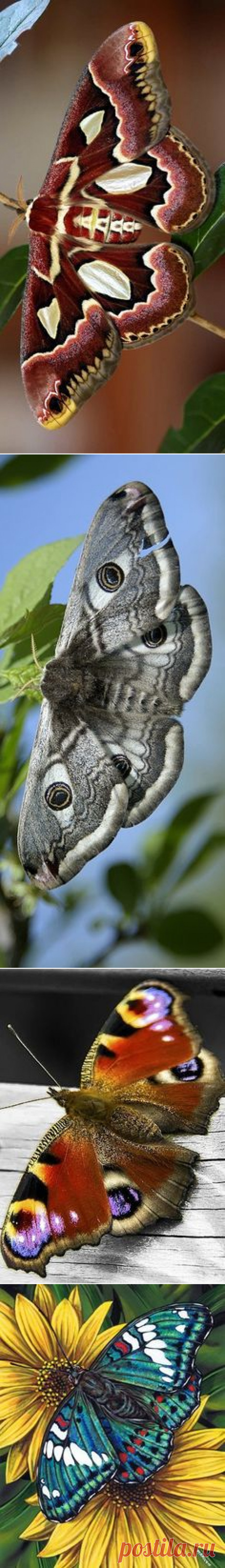 (32) Pinterest