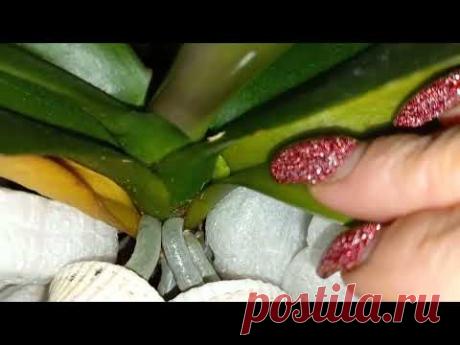 Несколько Поливов этим Препаратом И Ваши ОРХИДЕИ БУДУТ РАДОВАТЬ ГОДАМИ ПЕРЕНЕСУТ ВСЕ НЕВЗГОДЫ ЖАРУ И