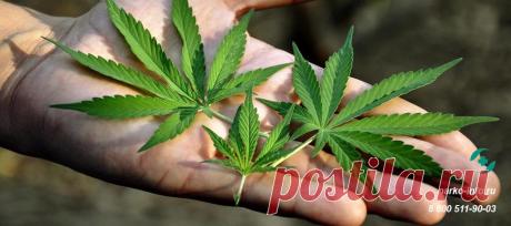 ✅Марихуана: эффект от наркотика, действие на организм, последствия приема | Зависимость от марихуаны