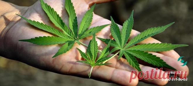 ✅Марихуана: эффект от наркотика, действие на организм, последствия приема | Зависимость от марихуаны
