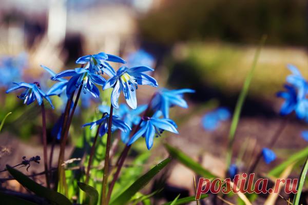 Сцилла: выращивание и уход. Виды сциллы