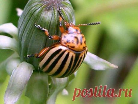 АНЕКДОТИКИ И ПРИКОЛЫ-218. ВРОДЕ БЫ - ПРИЛИЧНЫЕ! (Гы-гы-гы...)