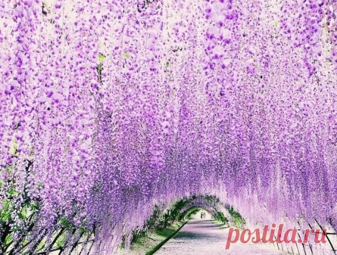 КИТАКЮСЮ, ЯПОНИЯ Глициниевый Туннель Практически невозможно пройти через проход пастельных тонов цветов глицинии в садах Кавачи Фудзи в Китакюсю, не представив себе изящную сказочную принцессу и ее однорогого белого коня, скачущего рядом с тобой. Из семейства гороховых, глициния - декоративная виноградная лоза, широко используемая в восточных и западных садах благодаря своим изящным висящим цветам и изящным извилистым ветвям. Легко подготовленные, древесные лозы имеют тенд...