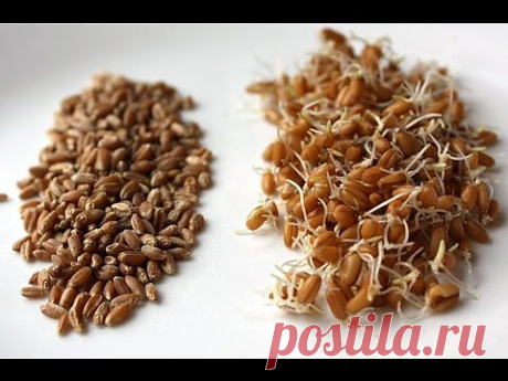 Как проращивать зерна пшеницы - YouTube