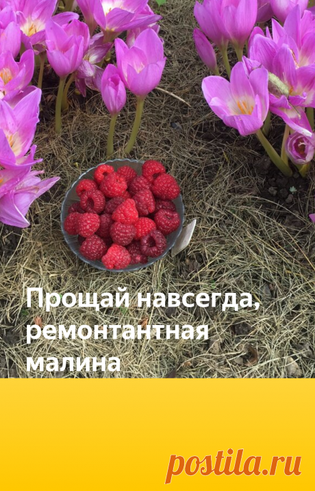 Прощай навсегда, ремонтантная малина | Есть время под солнцем | Яндекс Дзен