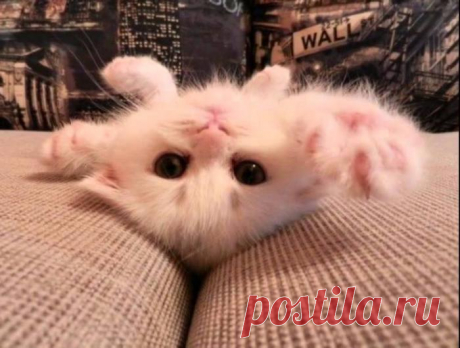Няшный котик