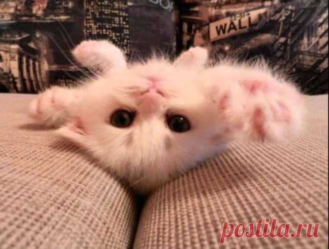 Няшный котик
