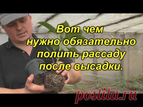 Поливаем  высаженную рассаду ЭТИМ средством сейчас и летом она будет здоровой от гнилей!