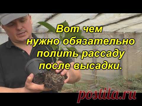 Поливаем  высаженную рассаду ЭТИМ средством сейчас и летом она будет здоровой от гнилей!