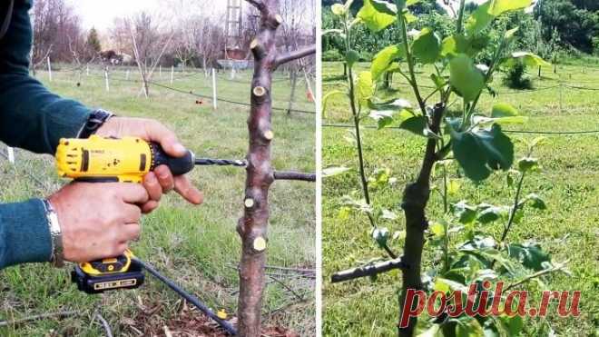 Прививка деревьев при помощи шуруповёрта При толстом подвое, прививать к нему привой можно в отверстие, просверленное шуруповертом или дрелью. Это быстрый и достаточно эффективный способ, дающий хорошую приживаемость. Он позволит привить...