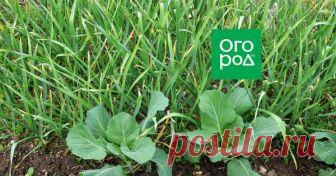 Что можно посадить рядом с чесноком – выбираем правильных соседей по грядке | Капуста, лук, чеснок (Огород.ru)