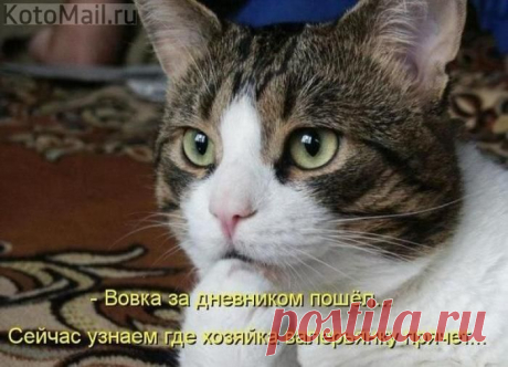юмор | KotoMail.ru