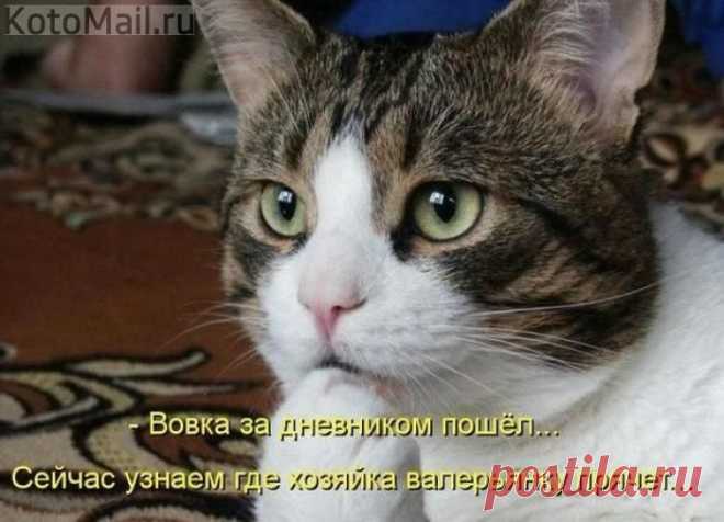 юмор | KotoMail.ru