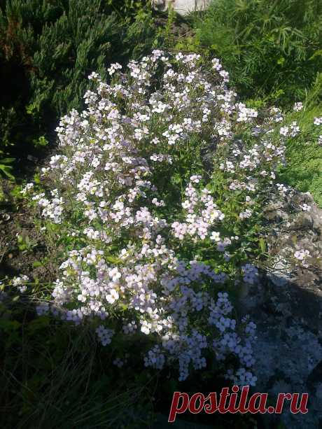 Арабис, резуха кавказская (Arabis caucasica)