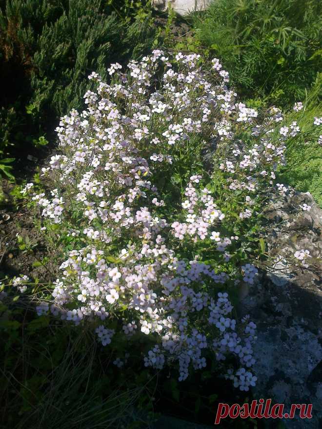 Арабис, резуха кавказская (Arabis caucasica)