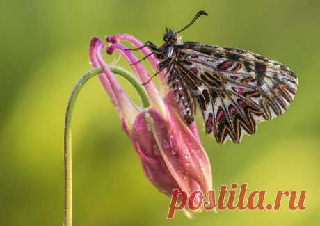 Butterflies &amp; moths! - Google+