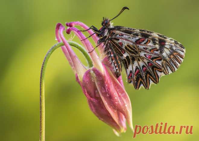 Butterflies & moths! - Google+