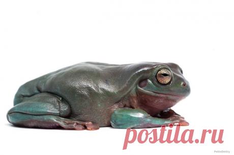 Прекрасная коралловопалая литория (Litoria caerulea) из рода австралийских квакш. Автор фото – Дмитрий: nat-geo.ru/community/user/223331