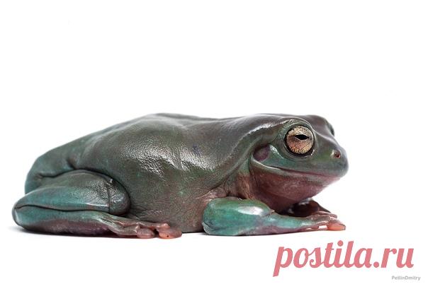 Прекрасная коралловопалая литория (Litoria caerulea) из рода австралийских квакш. Автор фото – Дмитрий: nat-geo.ru/community/user/223331