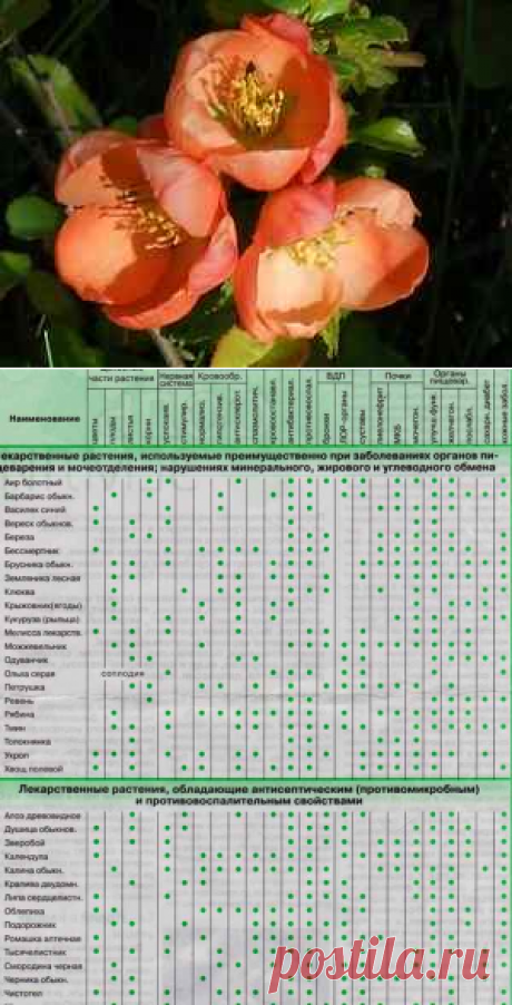 Лекарственные растения для лечения заболеваний