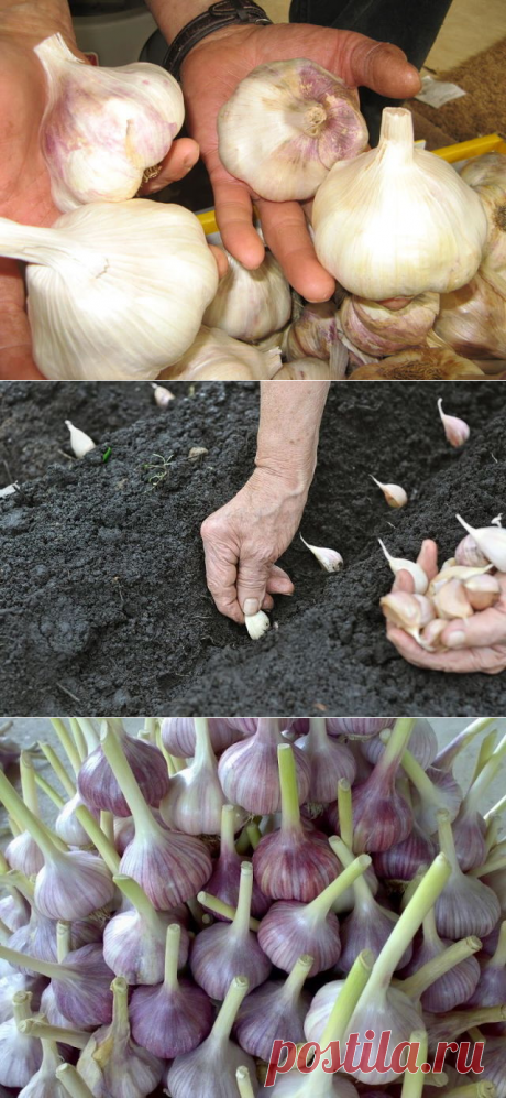 (2) Одноклассники ВЫРАЩИВАЕМ КРУПНЫЙ ЧЕСНОК