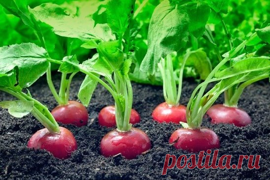 Ранний редис. Редисочный конвейер - работает!)))
Редисочный конвейер совершенно несложно организовать, благодаря чему свежий редис будет на вашем столе всё лето. В середине – конце марта барботируйте (по моему не совсем правильное слово!) семена редиса примерно 12-15 часов. При этом используйте наиболее скороспелые сорта. Через сутки семена уже наклевываются, а некоторые начинают и прорастать. Часть семян сажаете в многоразовые рассадные горшочки.
Один поддон с горшочками ставите в теплое мест