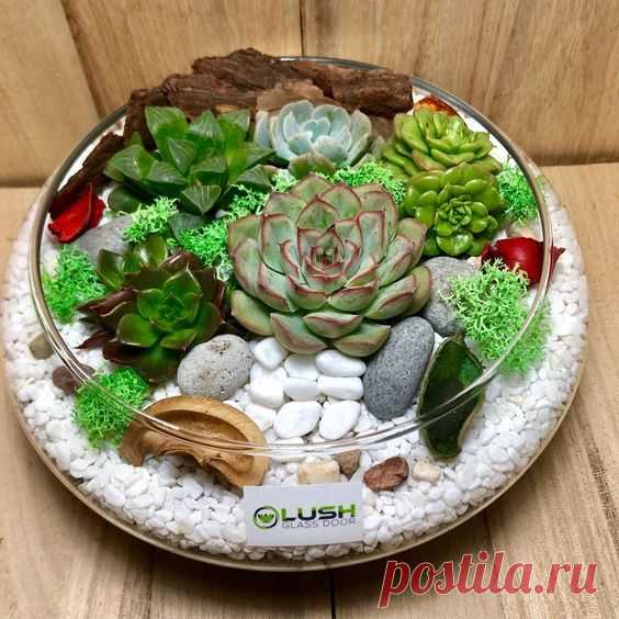 Красивое оформление суккулентов — DIYIdeas