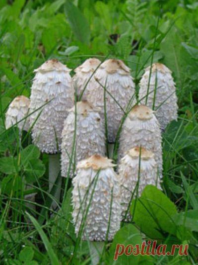 Grib-ot-alkogolizma.jpg (399×533) гриб от алкоголизма