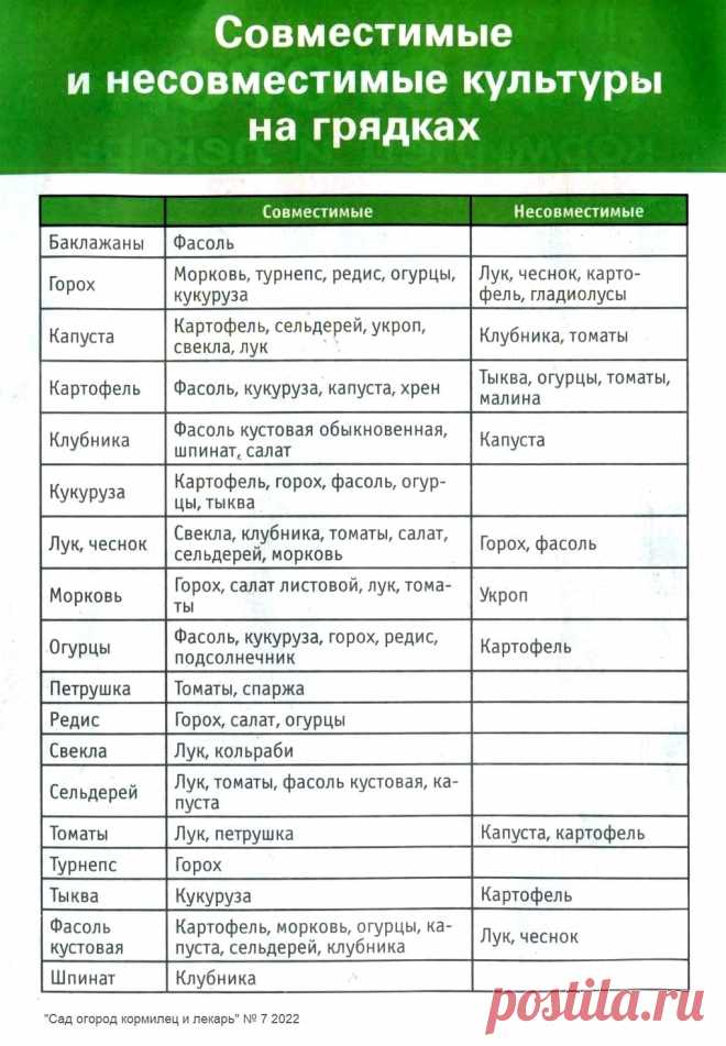 Совместимые и несовместимые культуры на грядках