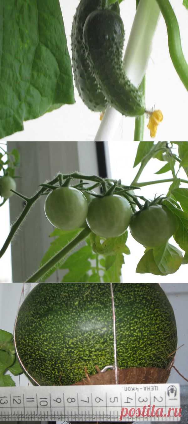 (+1) тема - И У МЕНЯ БАЛКОННОЕ ЧУДО ! | САД НА ПОДОКОННИКЕ