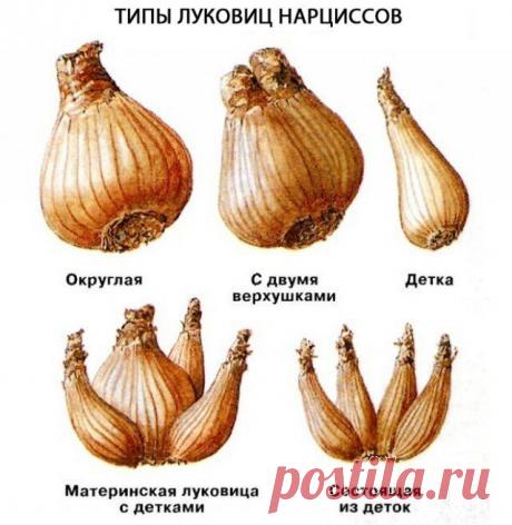 Нарциссы: раскрываем секреты обильного цветения | Тюльпаны, Нарциссы (Огород.ru)