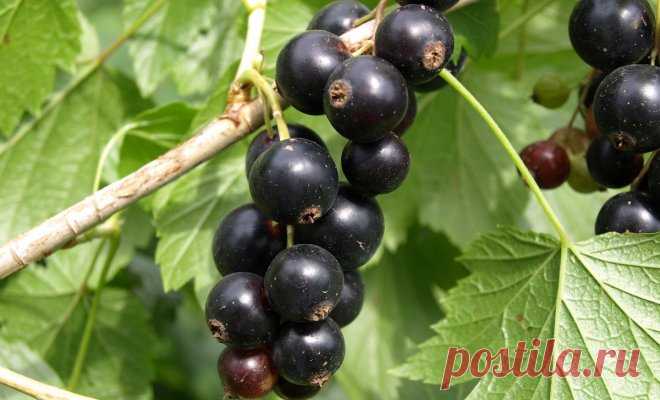 5 кг ягод с куста – это реально! Самые крупные сорта черной смородины 


Многие дачники разочаровываются в черной смородине после нескольких урожаев: мелкие и кислые ягоды годны только на заготовки, и совсем не похожи на фото с упаковки саженцев. Чтобы не оказаться в их…
